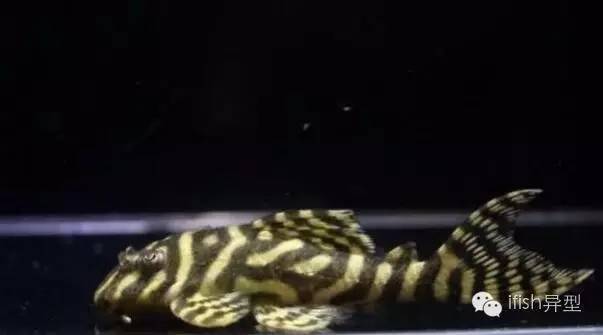 龍魚(yú)的老孫