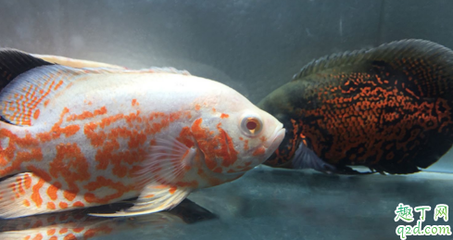 紅龍魚白燈照射的效果怎么樣：白燈照射對紅龍魚的健康和生長有積極影響