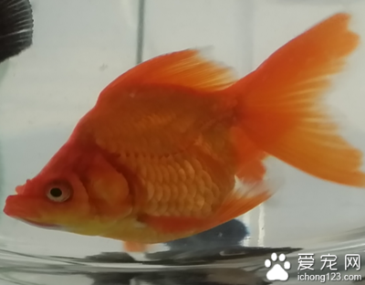 紅龍魚吃草金魚好嗎？ 紅龍魚吃草金魚好嗎？ 紅龍魚百科 第2張