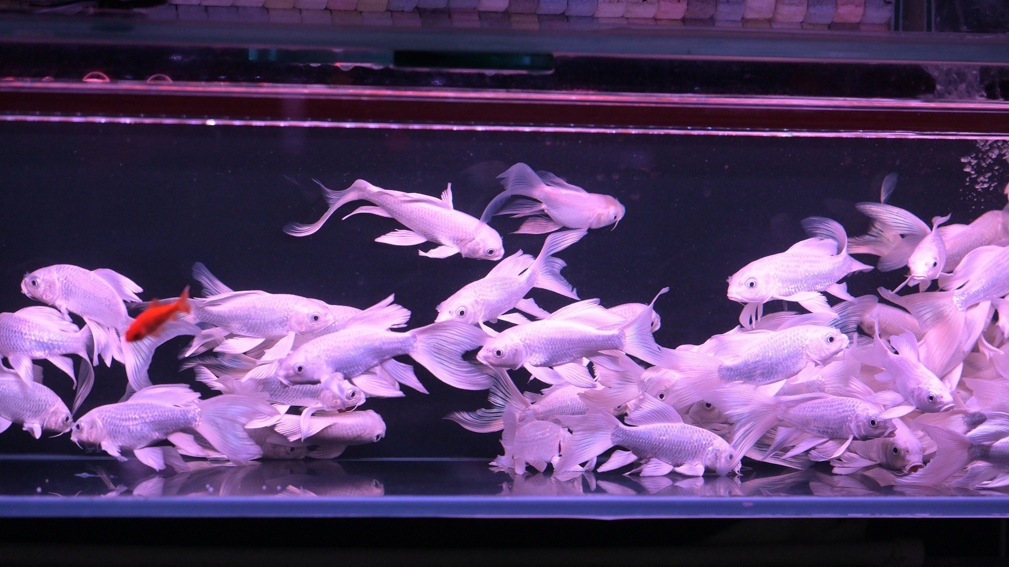 虎魚的眼睛有點(diǎn)突出怎么回事:虎魚的眼睛突出怎么回事 虎魚百科 第2張 虎魚的眼睛有點(diǎn)突出怎么回事:虎魚的眼睛突出怎么回事 虎魚的眼睛有點(diǎn)突出怎么回事:虎魚的眼睛突出怎么回事 虎魚百科 第2張