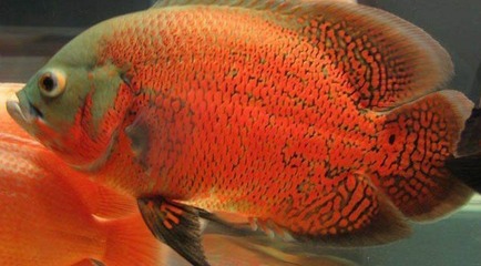 原神紅龍魚青龍魚魚餌：原神中紅龍魚和青龍魚的相關信息