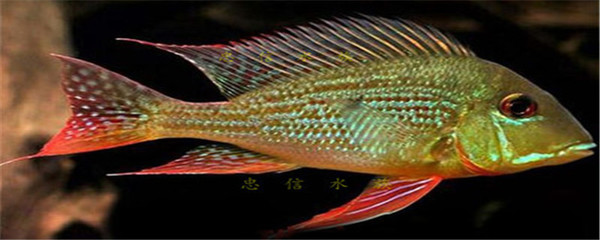 龍魚把虎魚吃了會如何呢