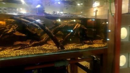 要想把豬鼻龜養大要用多大缸子養好呢(要想把豬鼻龜養大要用多大缸子養好呢視頻)