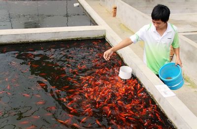 紅龍魚專用燈排行第幾：紅龍魚專用燈品牌排行