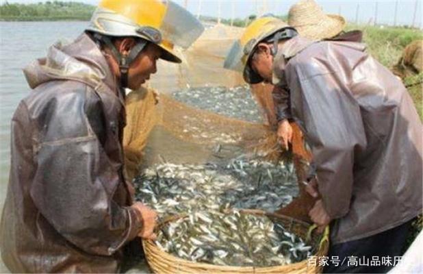 龍魚需要定期檢疫嗎vs祥龍魚場：如何判斷龍魚健康