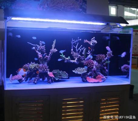 紅龍魚多長時間喂一次