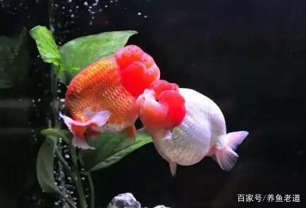 受傷后的龍魚能不能溫水養呢vs祥龍魚場：龍魚受傷后如何處理傷口