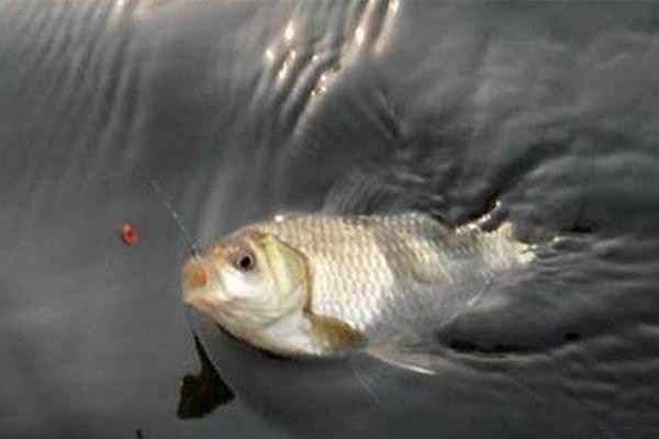 銀龍魚品相等級(金龍魚品相級別) 銀龍魚品相等級(金龍魚品相級別) 銀龍魚百科 第2張