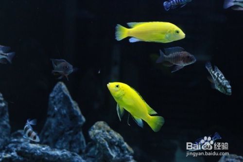 森森604用多大的缸