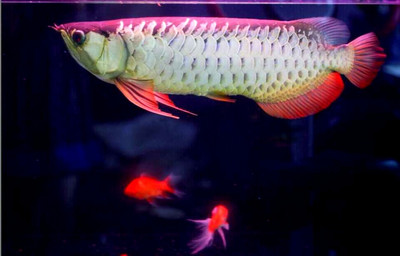 大水缸做魚缸好嗎：大型魚缸的優(yōu)點和適用場景