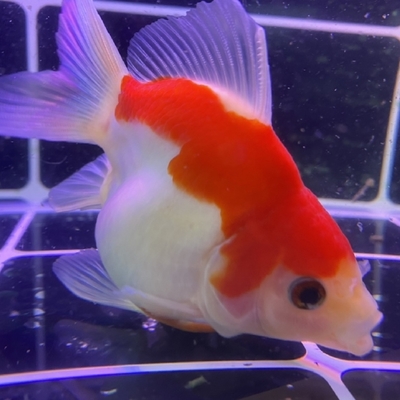 喂龍魚活食會不會影響運氣vs祥龍魚場：喂食活食對運氣的影響