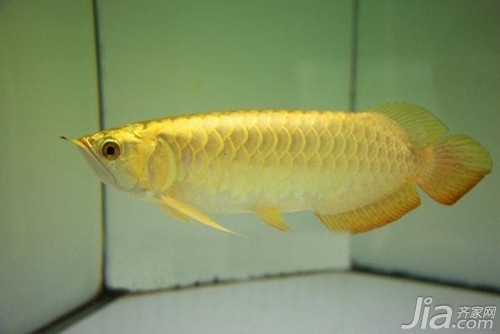 辣椒紅龍魚幼苗圖解紫嫣：辣椒紅龍魚與紫嫣紅龍魚混養指南