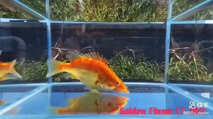 虎魚老蹭缸：為什么虎魚老蹭缸