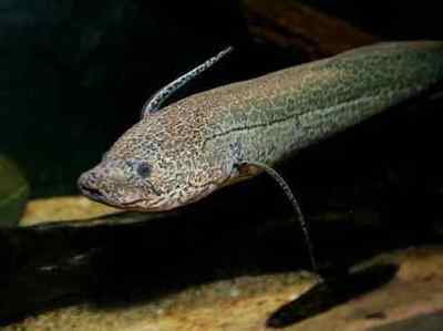 龍魚(yú)買(mǎi)回來(lái)不吃食怎么辦vs祥龍魚(yú)場(chǎng)：龍魚(yú)買(mǎi)回來(lái)不吃食的問(wèn)題如何解決龍魚(yú)拒食的常見(jiàn)原因