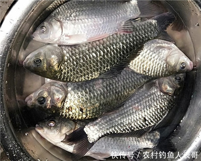 魚缸布景的技巧和注意事項：虎魚缸布景法打造美觀的水族環境&nbsp