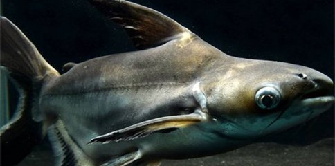 金魚(yú)缸的寓意與象征圖片寓意與象征圖片(魚(yú)缸金魚(yú)的寓意和象征) 魟魚(yú)百科 第1張 金魚(yú)缸的寓意與象征圖片寓意與象征圖片(魚(yú)缸金魚(yú)的寓意和象征) 金魚(yú)缸的寓意與象征圖片寓意與象征圖片(魚(yú)缸金魚(yú)的寓意和象征) 魟魚(yú)百科 第1張