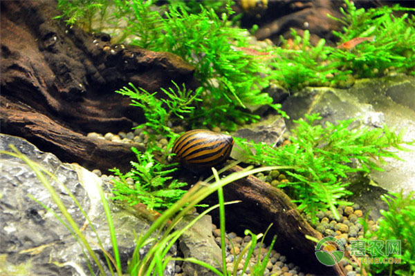 龍魚不吃食怎么調理好 龍魚不吃食怎么調理好 龍魚百科 第1張