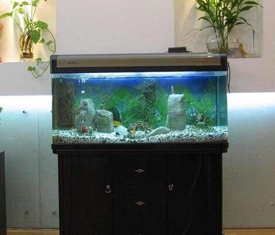 大礦泉水桶改造魚缸：大礦泉水桶可以通過一些簡單的步驟改造為一個實用的魚缸