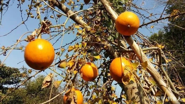 銀龍魚養殖水溫是多少(養銀龍魚的水溫多少合適)