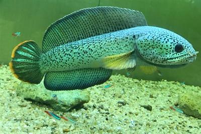創(chuàng)星和森森水泵 森森魚缸 第2張 創(chuàng)星和森森水泵 創(chuàng)星和森森水泵 森森魚缸 第2張