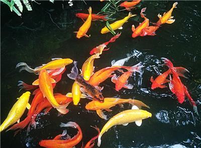 紅龍魚吃飼料到嘴里又吐出來了