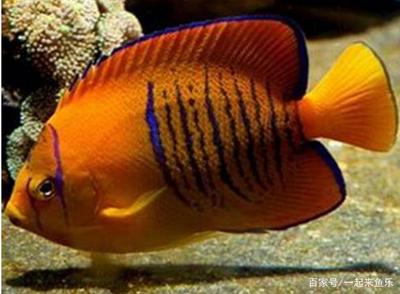 魚缸燈管玻璃碎了能換嗎多少錢(魚缸燈管怎么拆)