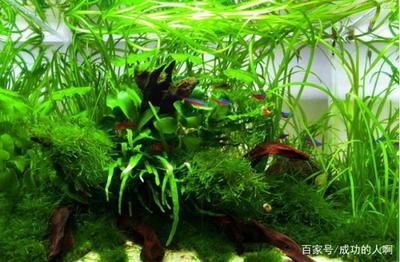 龍魚撞缸的風水vs祥龍魚場：龍魚撞缸事件與風水學的關系