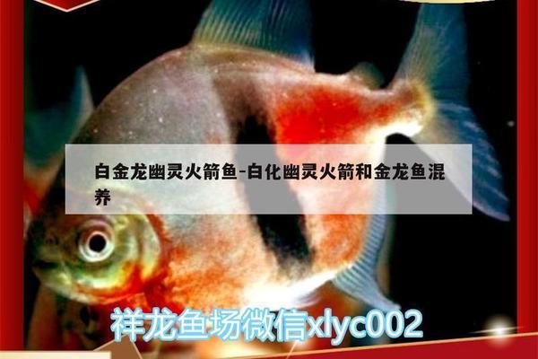 銀龍魚能和金龍魚在一起混養嗎圖片(銀龍魚能和金龍魚在一起混養嗎圖片視頻)