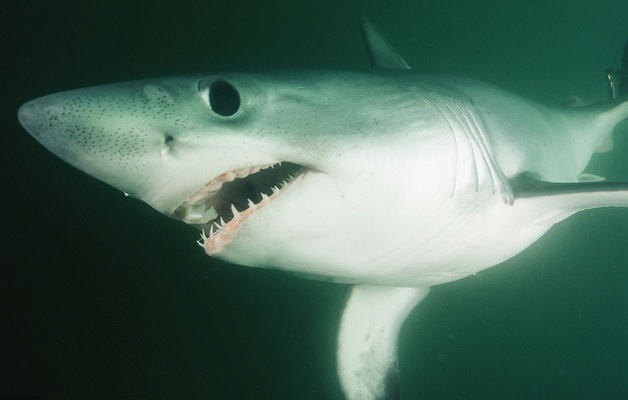 龍魚出生多大可以喂食：龍魚喂食時間和注意事項