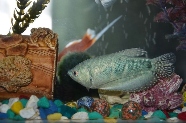 養紅龍魚缸尺寸圖 紅龍魚百科 第2張 養紅龍魚缸尺寸圖 養紅龍魚缸尺寸圖 紅龍魚百科 第2張