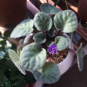 龍魚底色不干凈怎么處理：如何處理龍魚底色不干凈的問題