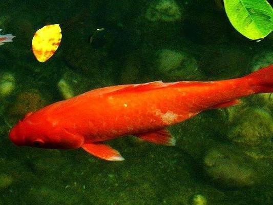 1.8米魚缸養多少條鸚鵡：1.8米的魚缸養多少條鸚鵡魚