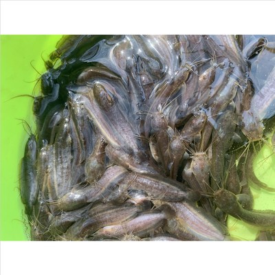 印尼虎魚混養：印尼虎魚混養是一項需要注意多個方面的任務以下是根據搜索結果