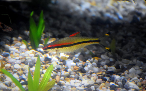 超白金晶魚缸怎么樣：山東金晶超白玻璃魚缸和金晶五線超白玻璃魚缸的區別