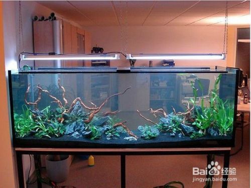 龍魚尾部長疙瘩vs祥龍魚場：龍魚尾部長疙瘩可能是由多種原因引起的，龍魚尾部長疙瘩的原因