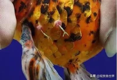 博特變頻水泵控制器怎么調參數視頻(博特水泵控制器怎么用) 博特變頻水泵控制器怎么調參數視頻(博特水泵控制器怎么用) 博特水族 第1張