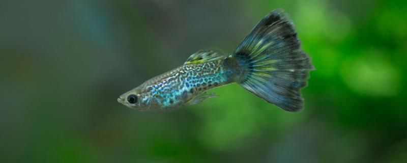 魚缸的水變綠了怎么回事啊(魚缸的水變綠了怎么回事啊視頻)