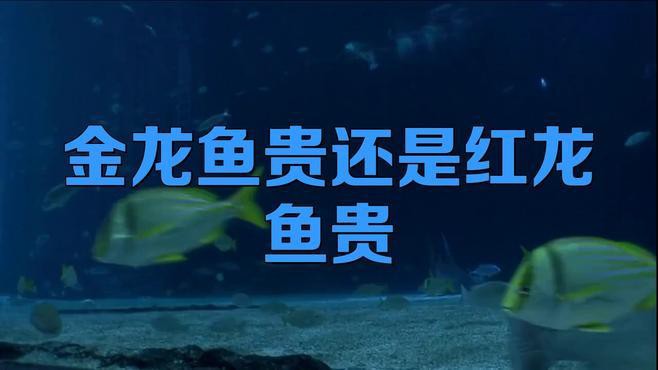 為什么紅龍比金龍貴，紅龍魚為什么比金龍貴