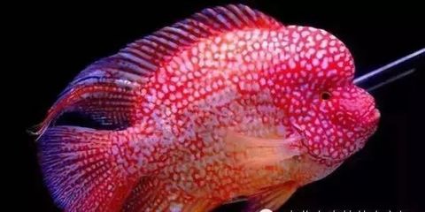 紅龍魚上色用nec好還是熒光劑好：紅龍魚上色時選用nec上色劑或熒光劑各有優(yōu)缺點