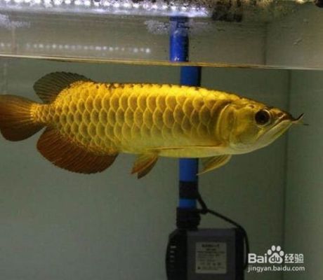 紅龍魚上色用nec好還是熒光劑好：紅龍魚上色時選用nec上色劑或熒光劑各有優(yōu)缺點