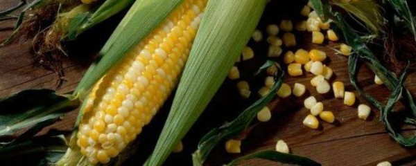 豬鼻龜屬幾級保護(hù)動物圖片(豬鼻龜保護(hù)級別)