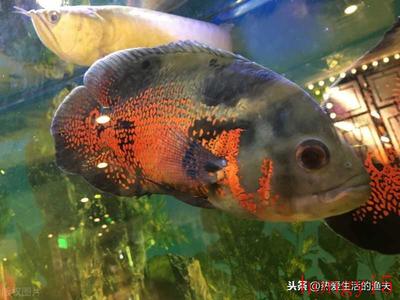 龍魚和七彩能混養(yǎng)嗎圖片（龍魚七彩混養(yǎng)視頻）