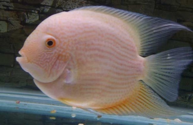 好的魚(yú)缸幾年不會(huì)漏水嗎，如何正確維護(hù)魚(yú)缸延長(zhǎng)使用壽命