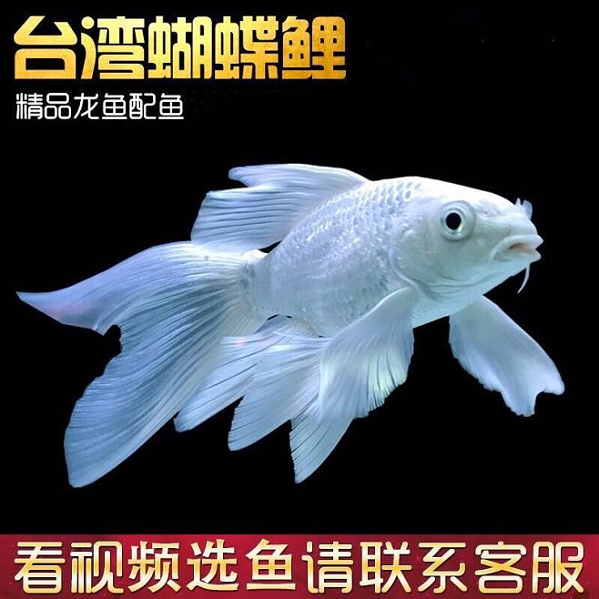 古典藍底過背金龍魚用什么背景(過背金龍魚用什么顏色背景)