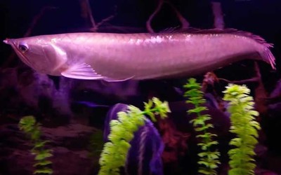 原神紅龍魚吃什么魚餌：《原神》釣魚系統全解析《原神》釣魚系統全解析 原神紅龍魚吃什么魚餌：《原神》釣魚系統全解析《原神》釣魚系統全解析 紅龍魚百科 第2張