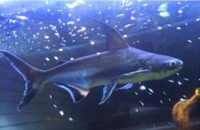 虎皮魚飼養技巧：虎皮魚與其他熱帶魚的區別虎皮魚與其他熱帶魚的區別