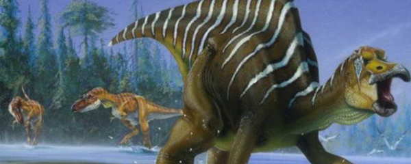 益陽(yáng)龍魚(yú)vs祥龍魚(yú)場(chǎng)（益陽(yáng)祥龍魚(yú)場(chǎng)怎么樣？）