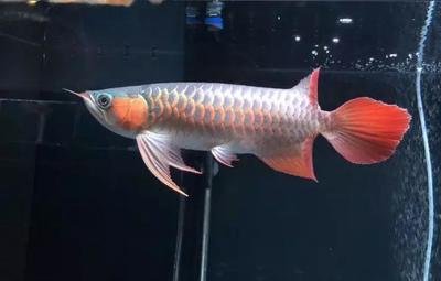 銀龍魚身上發紅怎么回事兒(龍魚身上發紅了怎么辦) 銀龍魚身上發紅怎么回事兒(龍魚身上發紅了怎么辦) 銀龍魚百科 第1張