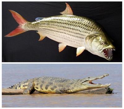 什么品牌的魚缸加熱棒最好的(什么牌子的魚缸加熱棒好)