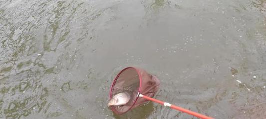 大型魚缸怎么徹底清洗：大型魚缸清洗的方法